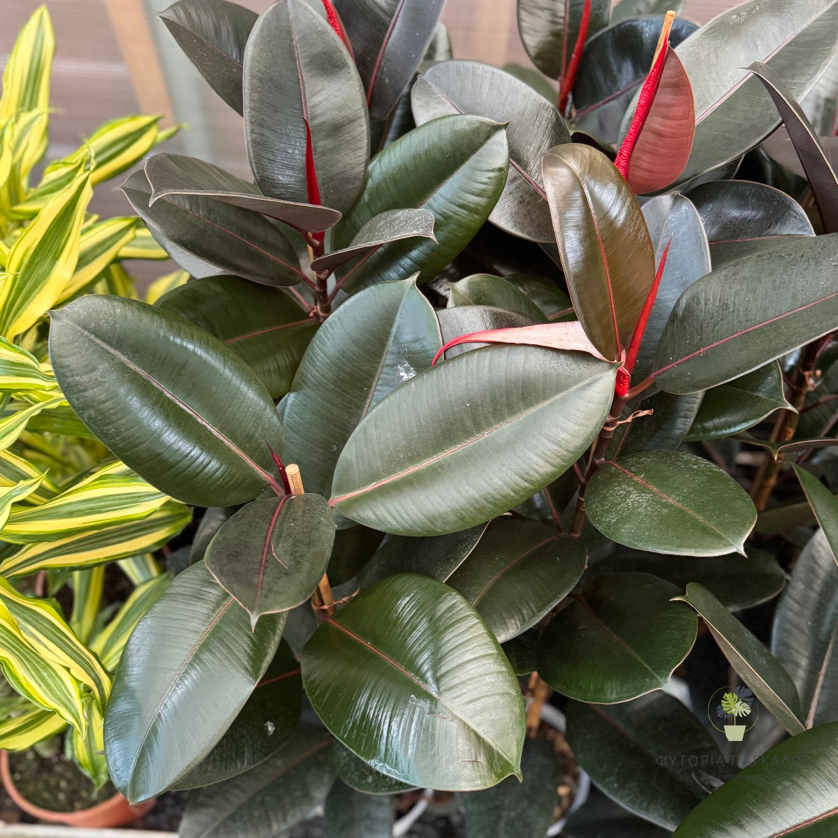 Φίκος Αμπιτζάν (Ficus elastica 'Abidjan') - 2